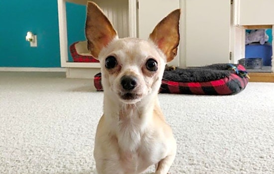 These Charlotte-based pups are up for adoption and in need of a good home