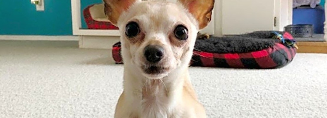 These Charlotte-based pups are up for adoption and in need of a good home