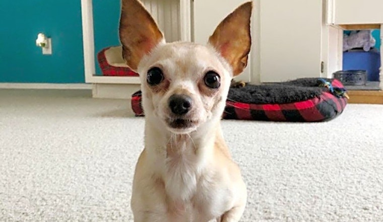 These Charlotte-based pups are up for adoption and in need of a good home