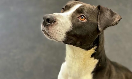Want to adopt a pet? Here are 5 lovable pups to adopt now in Indianapolis