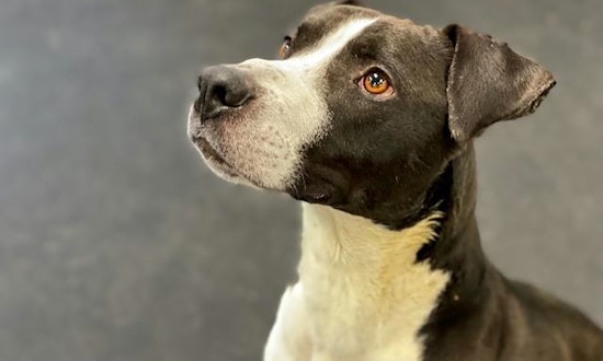 Want to adopt a pet? Here are 5 lovable pups to adopt now in Indianapolis