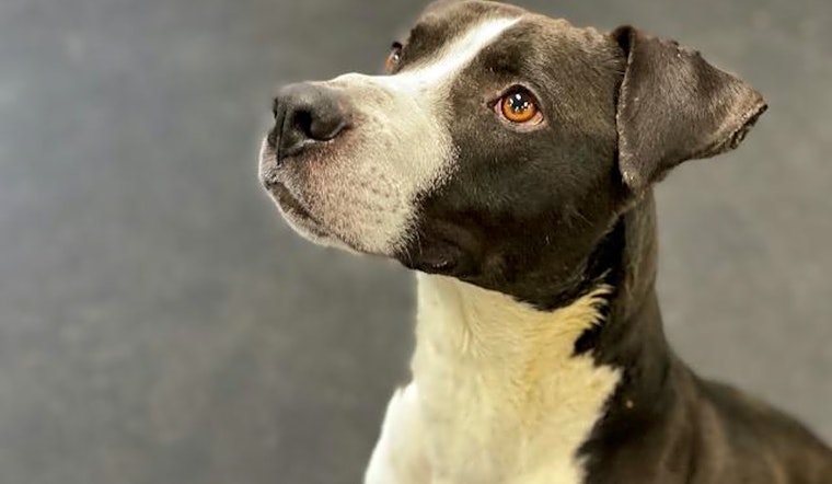 Want to adopt a pet? Here are 5 lovable pups to adopt now in Indianapolis