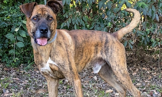 These Nashville-based doggies are up for adoption and in need of a good home