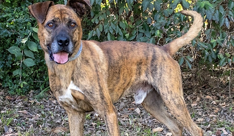 These Nashville-based doggies are up for adoption and in need of a good home