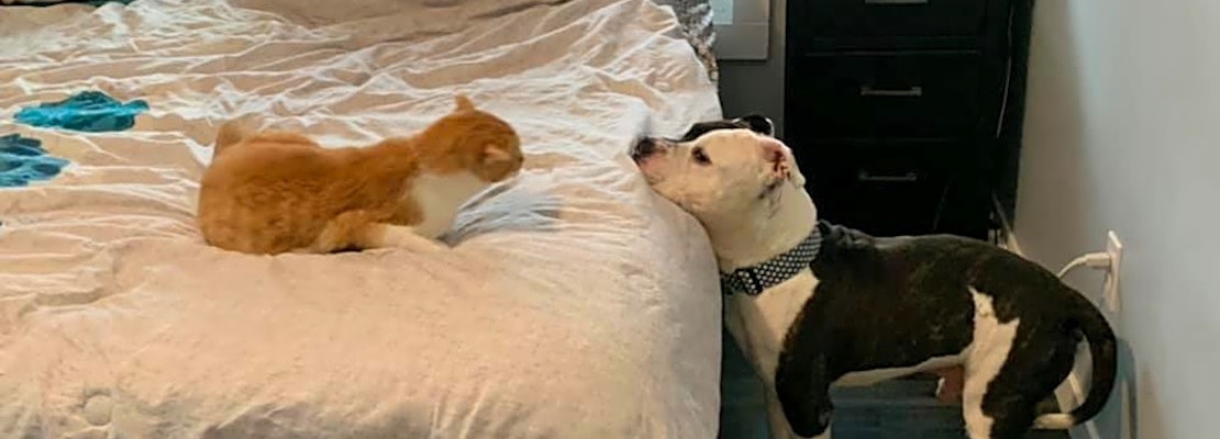 Looking to adopt a pet? Here are 7 lovable pups to adopt now in Milwaukee