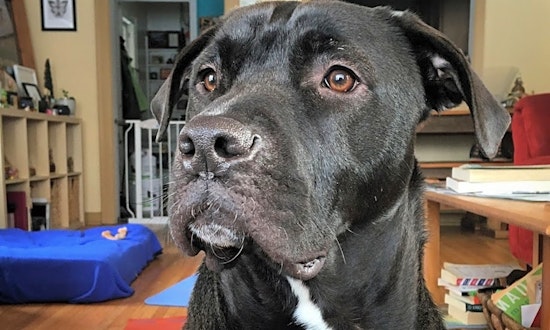 These Minneapolis-based canines are up for adoption and in need of a good home