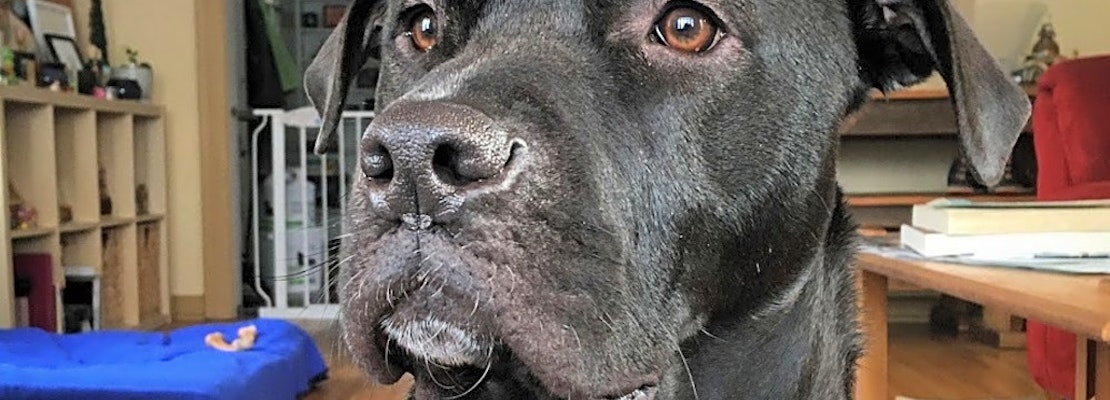 These Minneapolis-based canines are up for adoption and in need of a good home