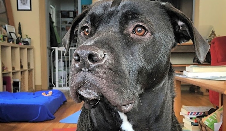 These Minneapolis-based canines are up for adoption and in need of a good home