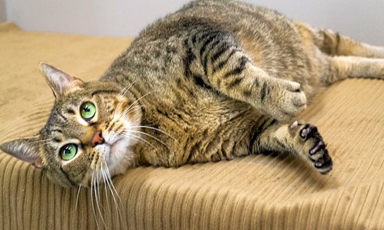 Want to adopt a pet? Here are 7 lovable kitties to adopt now in Chicago