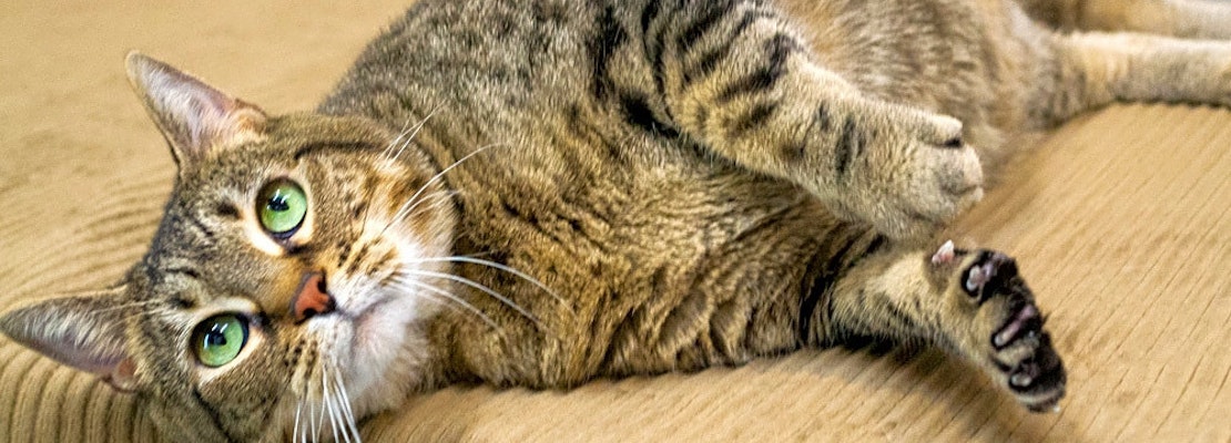 Want to adopt a pet? Here are 7 lovable kitties to adopt now in Chicago
