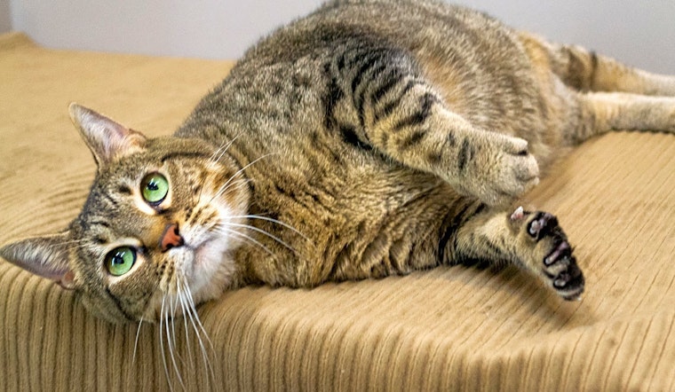 Want to adopt a pet? Here are 7 lovable kitties to adopt now in Chicago