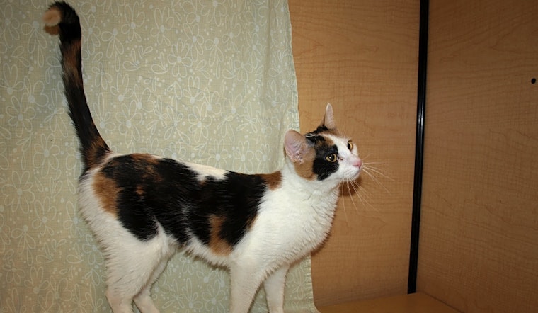7 cute kitties to adopt now in Kansas City