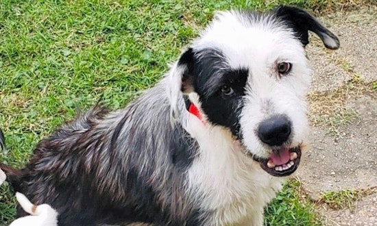 These New Orleans-based dogs are up for adoption and in need of a good home