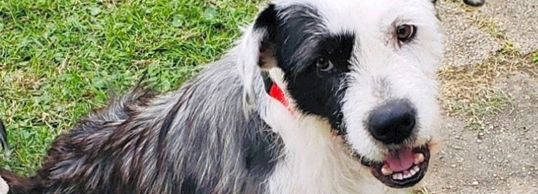 These New Orleans-based dogs are up for adoption and in need of a good home