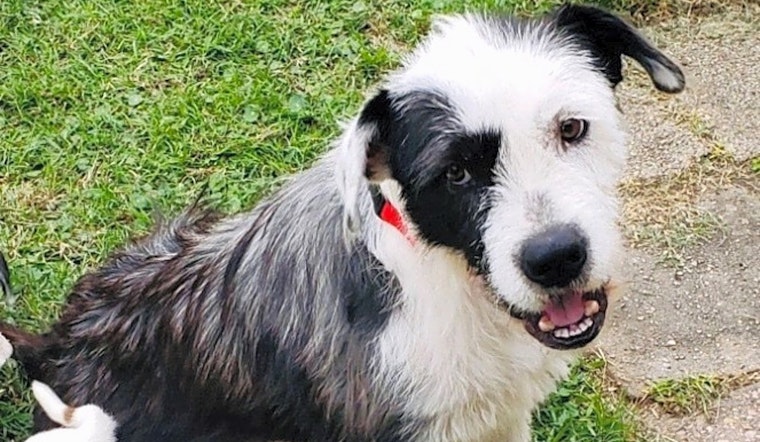 These New Orleans-based dogs are up for adoption and in need of a good home
