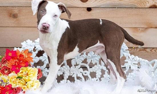 These Houston-based canines are up for adoption and in need of a good home
