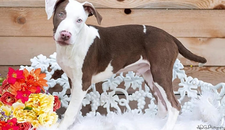 These Houston-based canines are up for adoption and in need of a good home