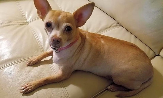7 cuddly canines to adopt now in San Antonio