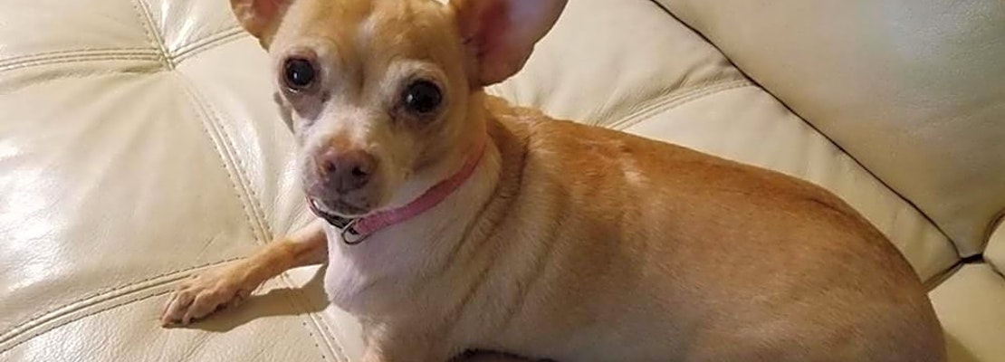 7 cuddly canines to adopt now in San Antonio