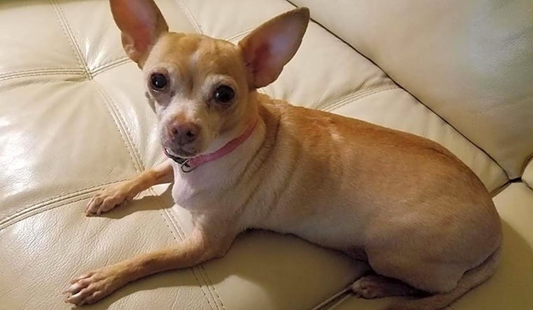 7 cuddly canines to adopt now in San Antonio