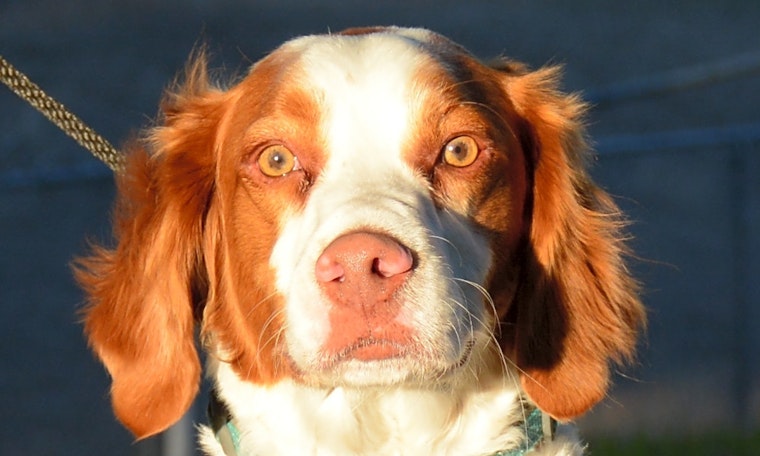 These Fort Worth-based canines are up for adoption and in need of good homes