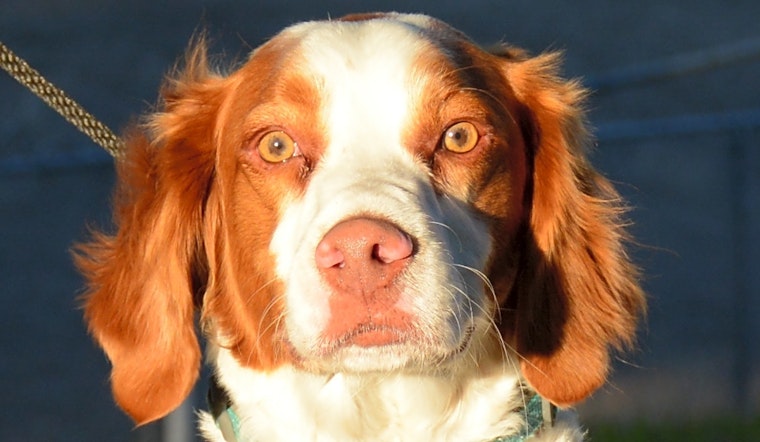 These Fort Worth-based canines are up for adoption and in need of good homes