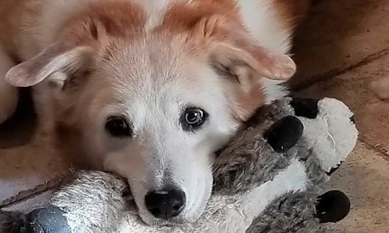 These Plano-based dogs are up for adoption and in need of a good home