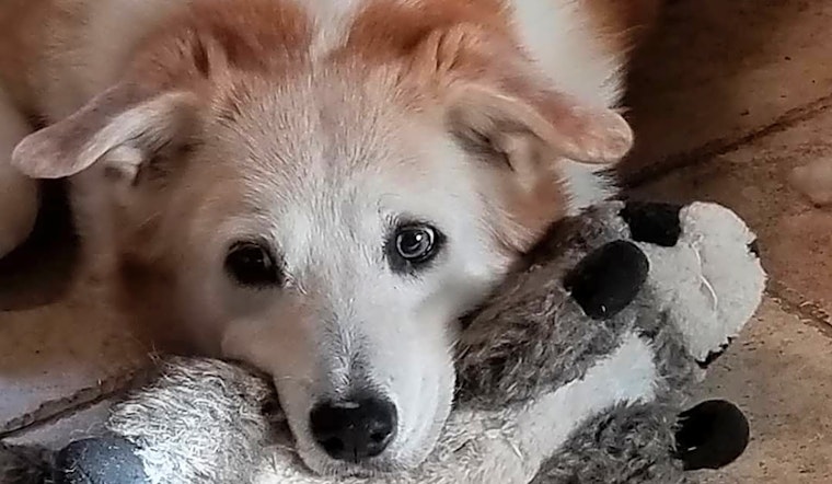 These Plano-based dogs are up for adoption and in need of a good home