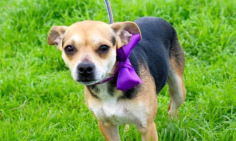 6 delightful doggies to adopt now in Arlington