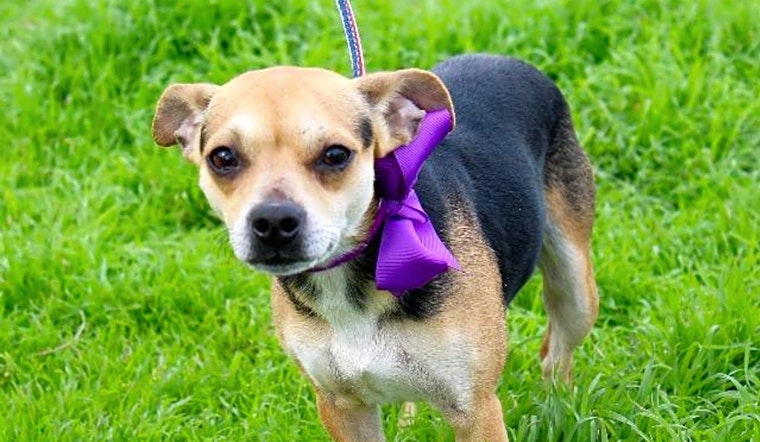 6 delightful doggies to adopt now in Arlington
