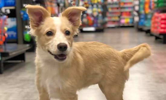 Want to adopt a pet? Here are 7 cuddly canines to adopt now in Austin