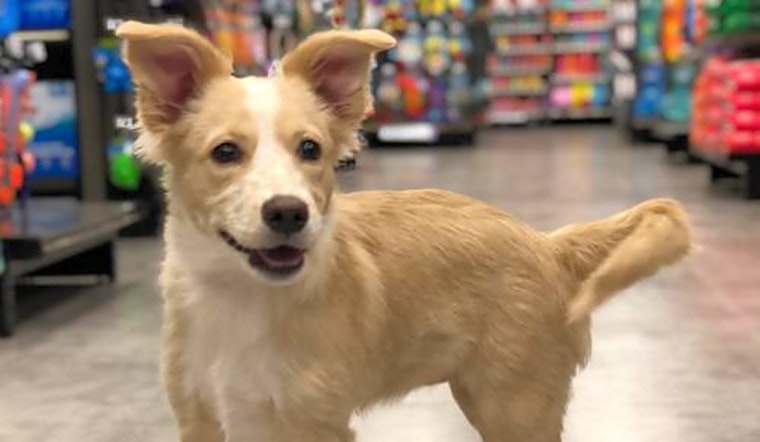 Want to adopt a pet? Here are 7 cuddly canines to adopt now in Austin