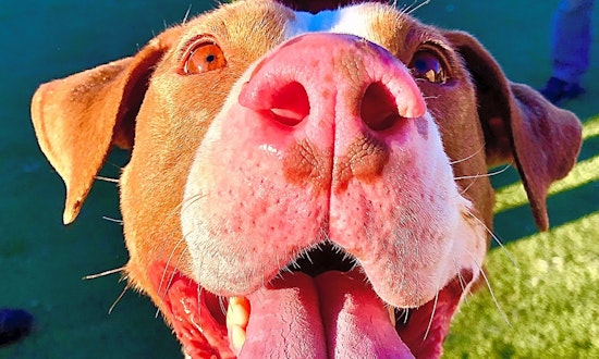 Always wanted a pet? Here are 7 lovable pups to adopt now in Denver