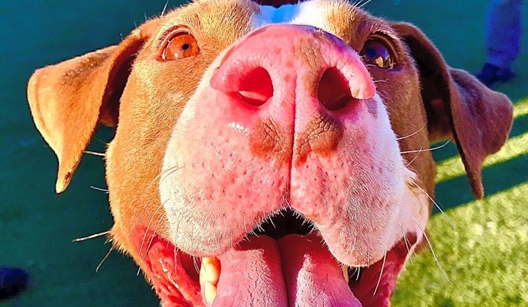Always wanted a pet? Here are 7 lovable pups to adopt now in Denver