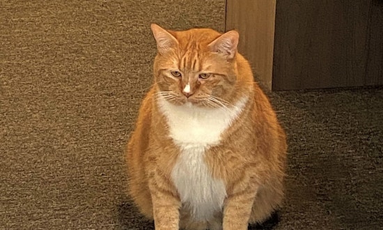 These Aurora-based felines are up for adoption and in need of a good home