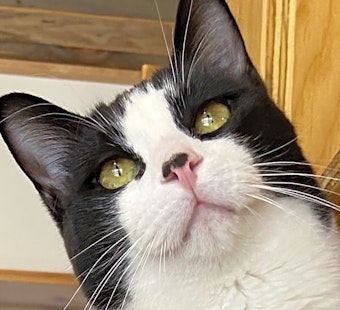 7 cool kitties to adopt now in Colorado Springs