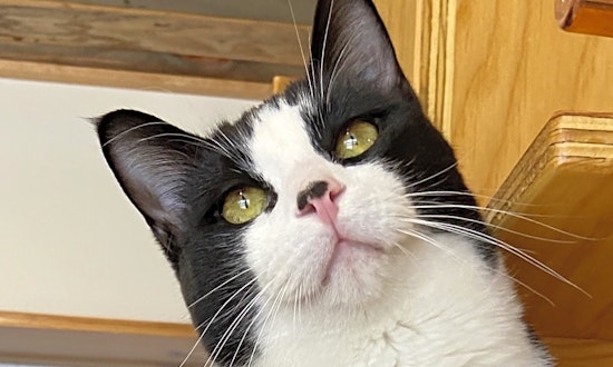 7 cool kitties to adopt now in Colorado Springs