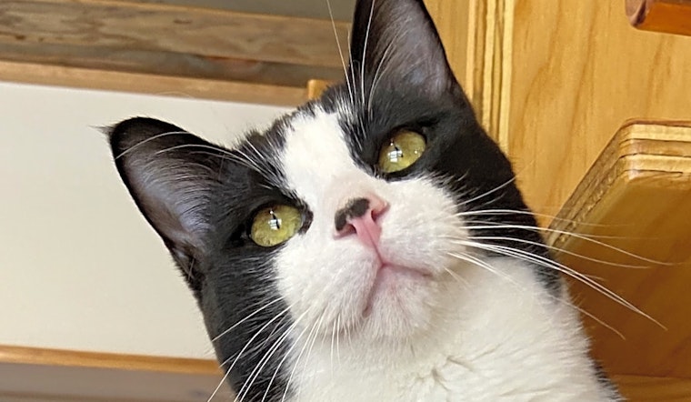 7 cool kitties to adopt now in Colorado Springs
