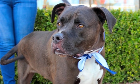 These Las Vegas-based doggies are up for adoption and in need of a good home