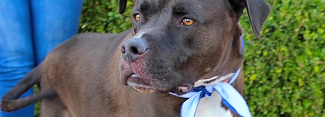 These Las Vegas-based doggies are up for adoption and in need of a good home