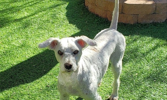 Want to adopt a pet? Here are 4 cuddly canines to adopt now in Henderson