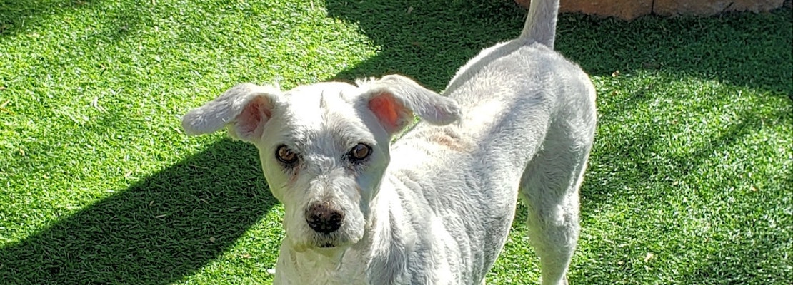 Want to adopt a pet? Here are 4 cuddly canines to adopt now in Henderson