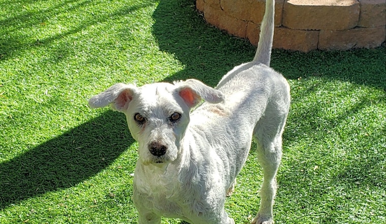Want to adopt a pet? Here are 4 cuddly canines to adopt now in Henderson