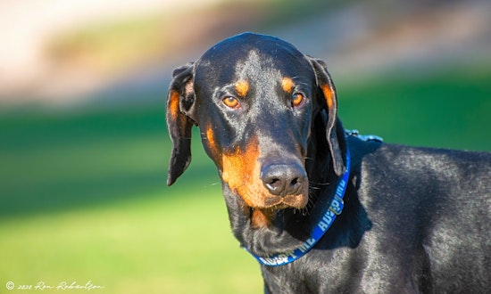 These Phoenix-based pups are up for adoption and in need of a good home