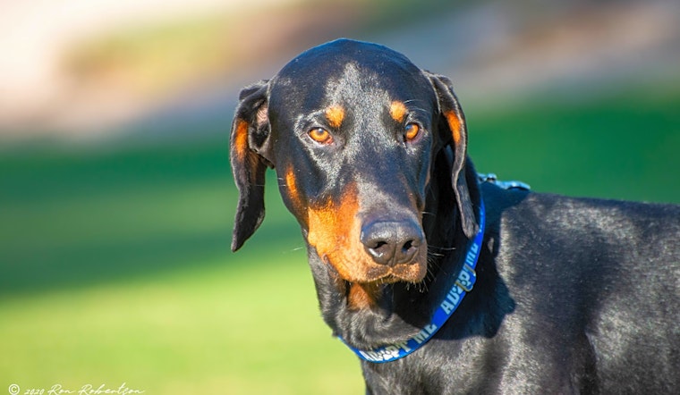 These Phoenix-based pups are up for adoption and in need of a good home