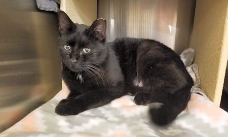 These Mesa-based kitties are up for adoption and in need of a good home