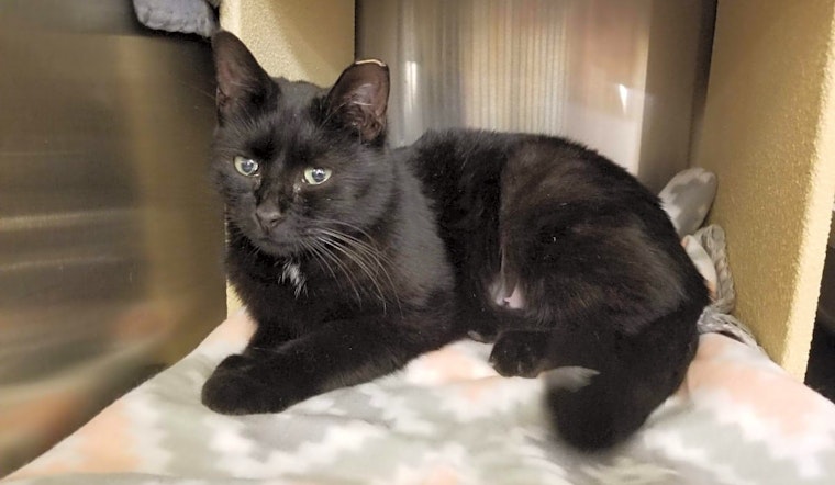 These Mesa-based kitties are up for adoption and in need of a good home