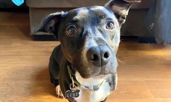 Looking to adopt a pet? Here are 6 delightful doggies to adopt now in Los Angeles