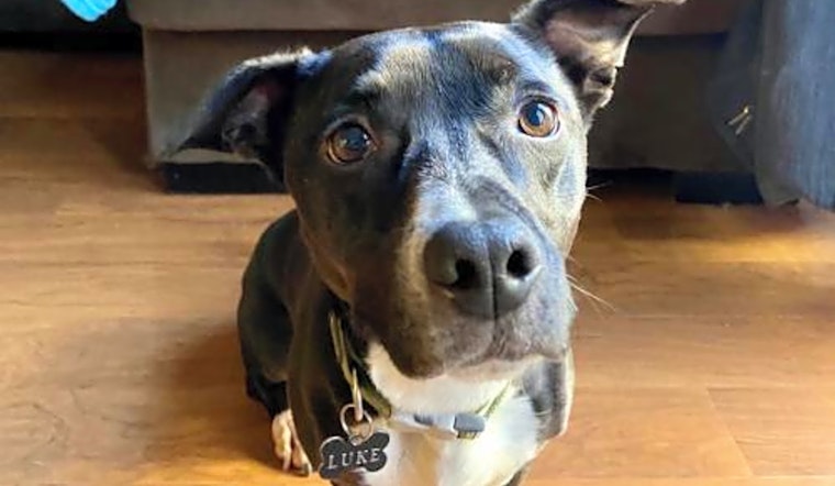 Looking to adopt a pet? Here are 6 delightful doggies to adopt now in Los Angeles