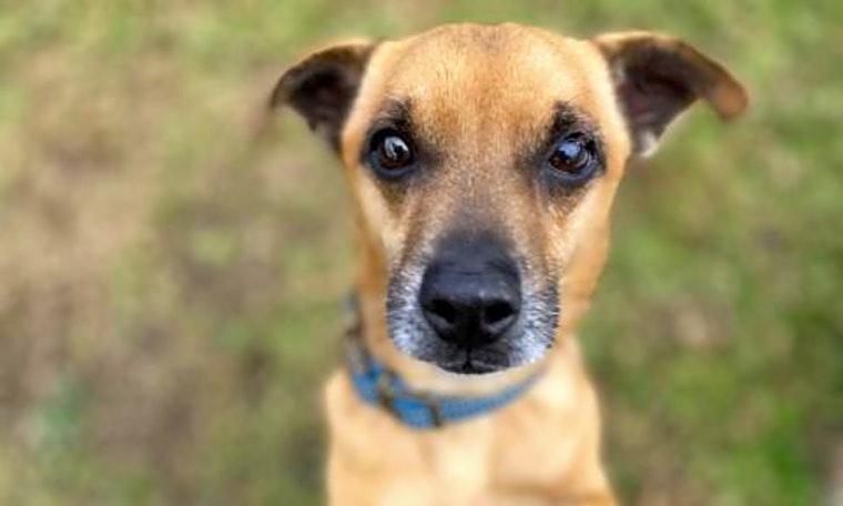 Want to adopt a pet? Here are 4 cuddly canines to adopt now in Long Beach